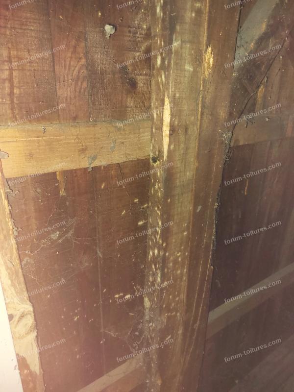 humidite vrillette et champignons 1