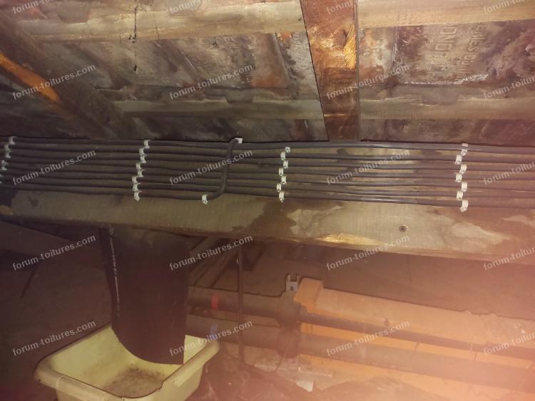 humidite vrillette et champignons 10