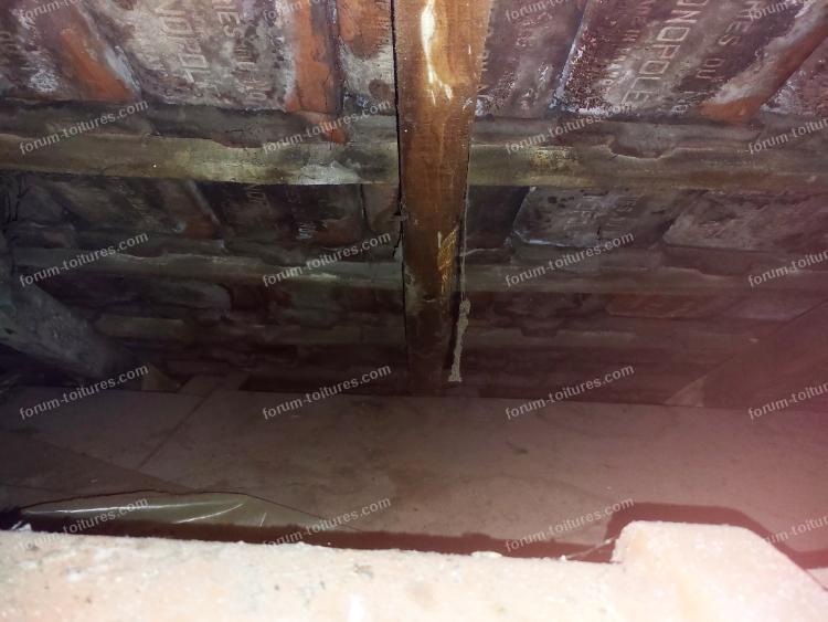 humidite vrillette et champignons 11