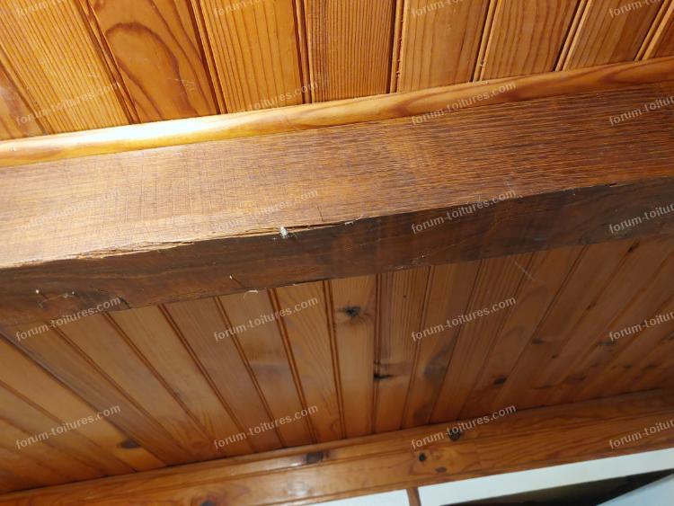 humidite vrillette et champignons 12