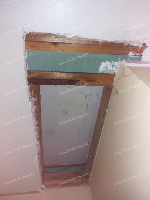 humidite vrillette et champignons 13