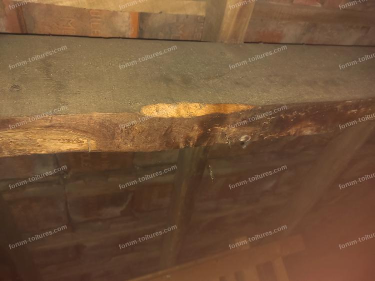 humidite vrillette et champignons 2