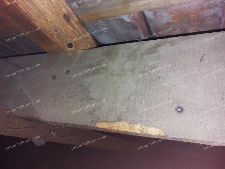 humidite vrillette et champignons 3