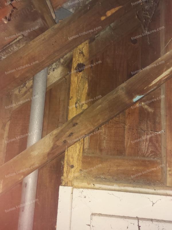 humidite vrillette et champignons 4