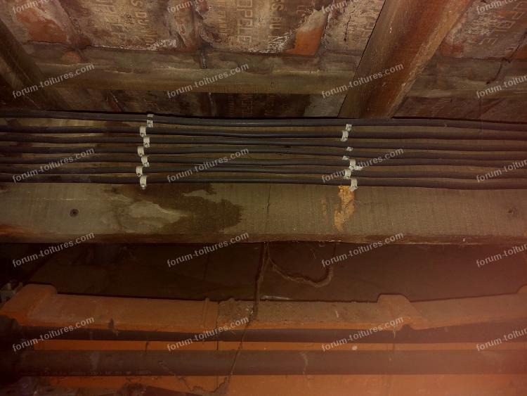 humidite vrillette et champignons 5