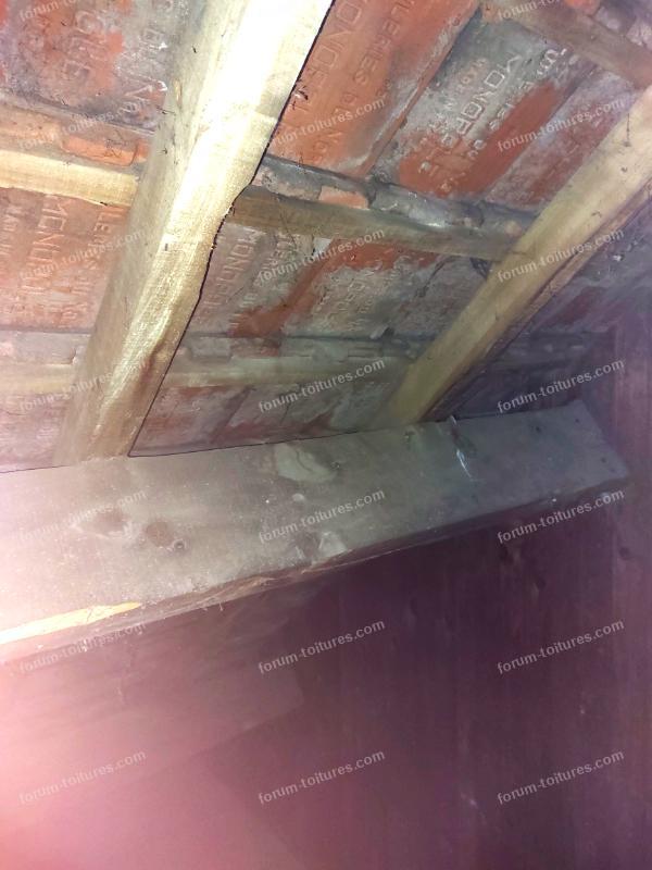 humidite vrillette et champignons 6