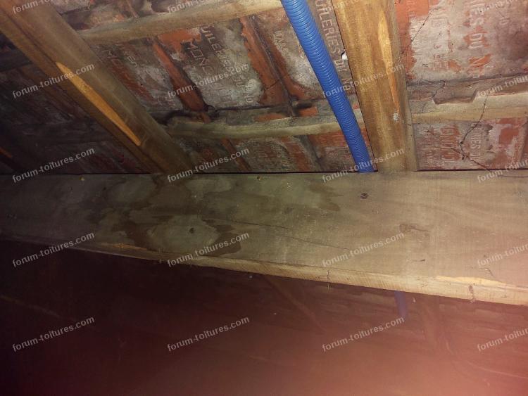 humidite vrillette et champignons 7