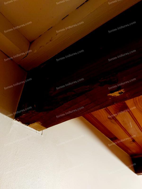 humidite vrillette et champignons 8